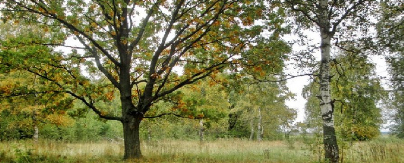 Учись у них – у дуба, у берёзы...