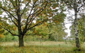 Учись у них – у дуба, у берёзы...