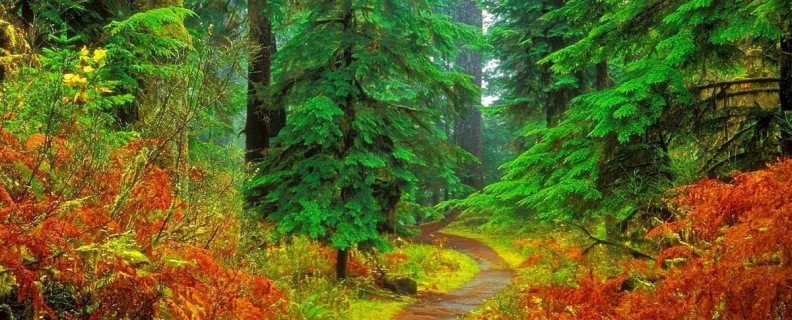 Ель рукавом мне тропинку завесила...