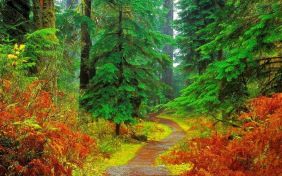 Ель рукавом мне тропинку завесила...