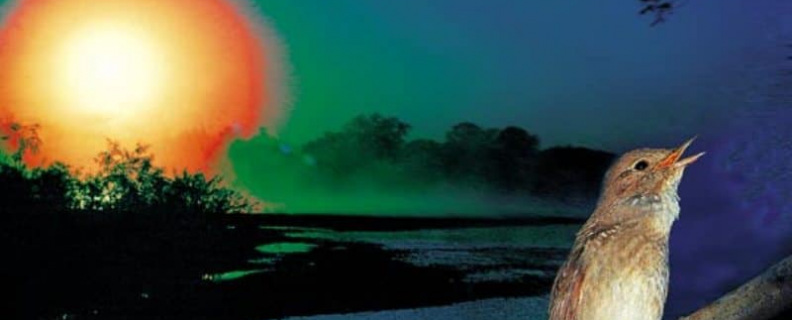 Шёпот, робкое дыханье...