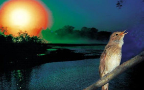 Шёпот, робкое дыханье...