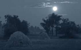 Звезда полей