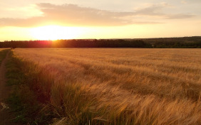 Русское поле