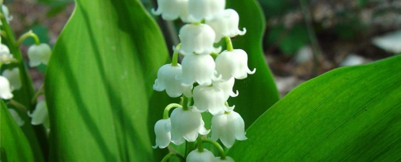 Первый ландыш