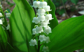 Первый ландыш