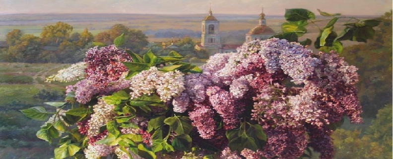 Куст сирени