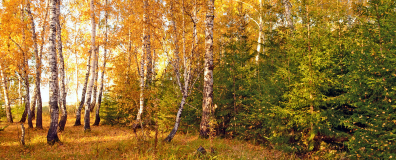 Отговорила роща золотая…