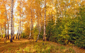 Отговорила роща золотая…