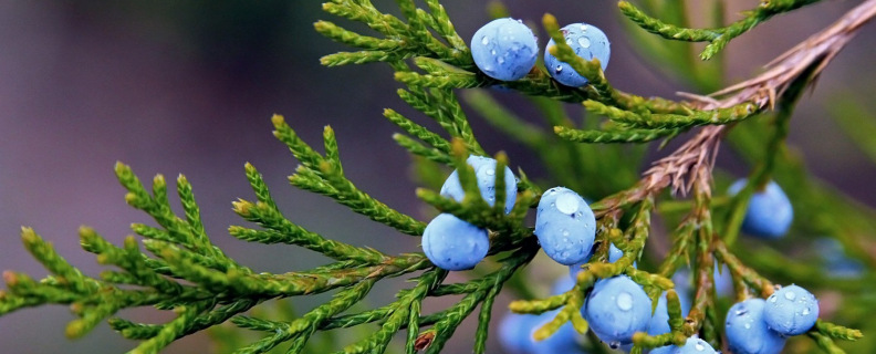 Можжевеловый куст