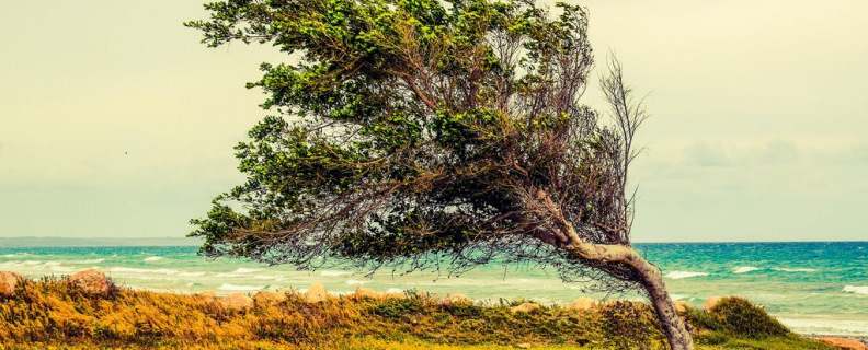 Ветер принёс издалёка…