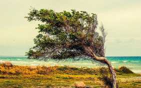 Ветер принёс издалёка…