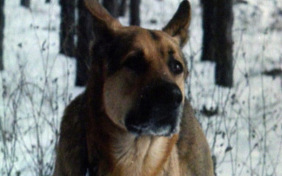 Верный Руслан