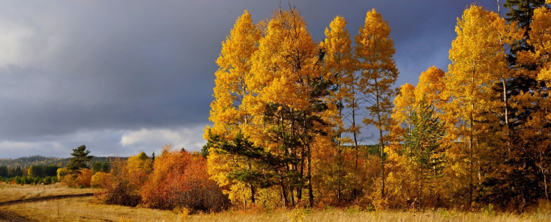 Есть в осени первоначальной…